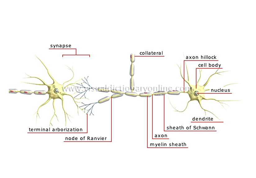 chain of neurons