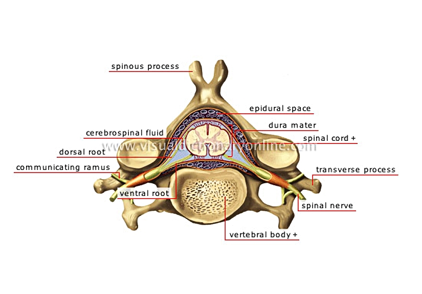 lumbar vertebra