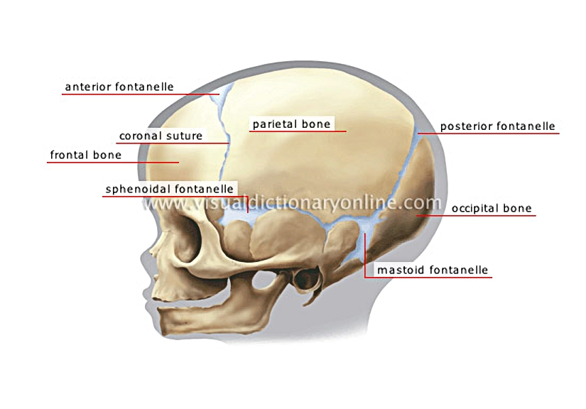 child’s skull