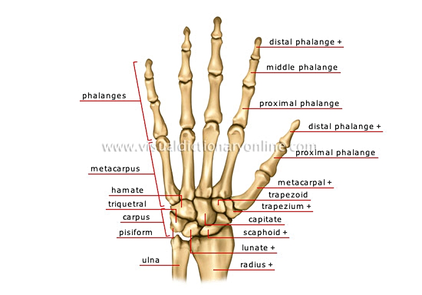 hand