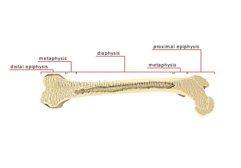 parts of a long bone