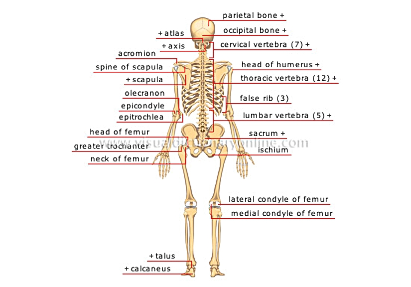 posterior view