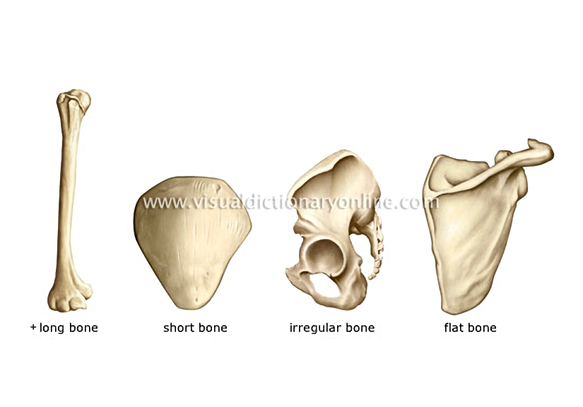 types of bones