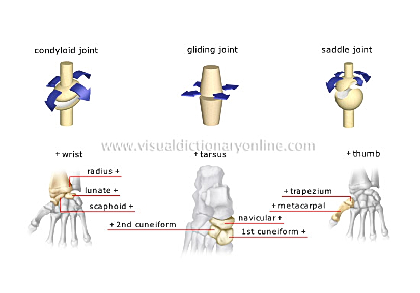 types of synovial joints [2]
