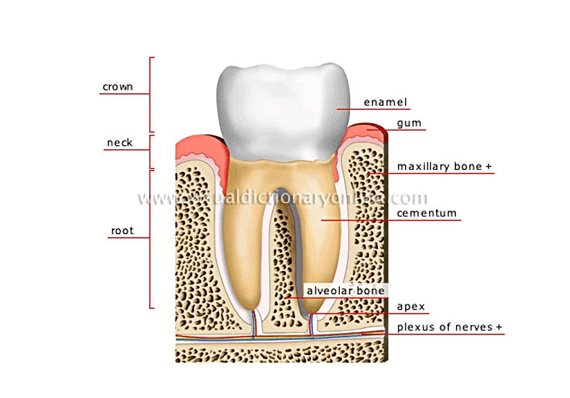 cross section of a molar [1]