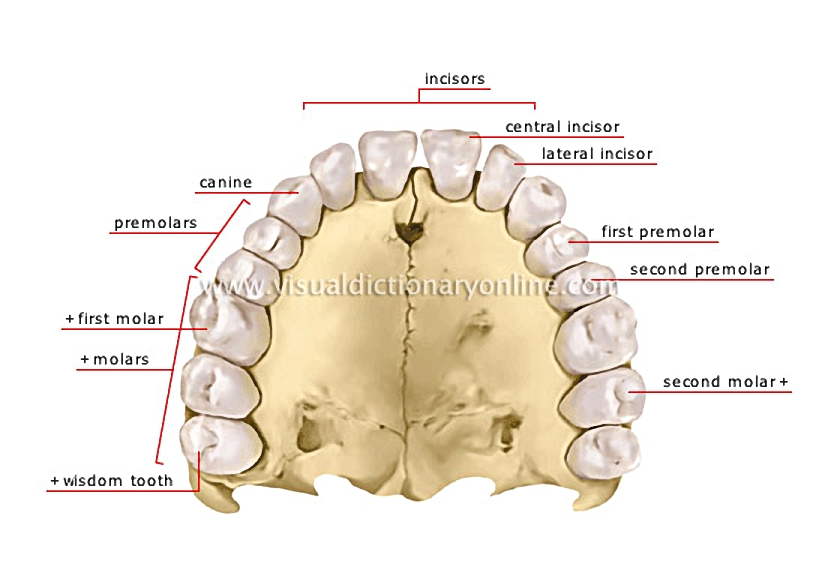 human denture