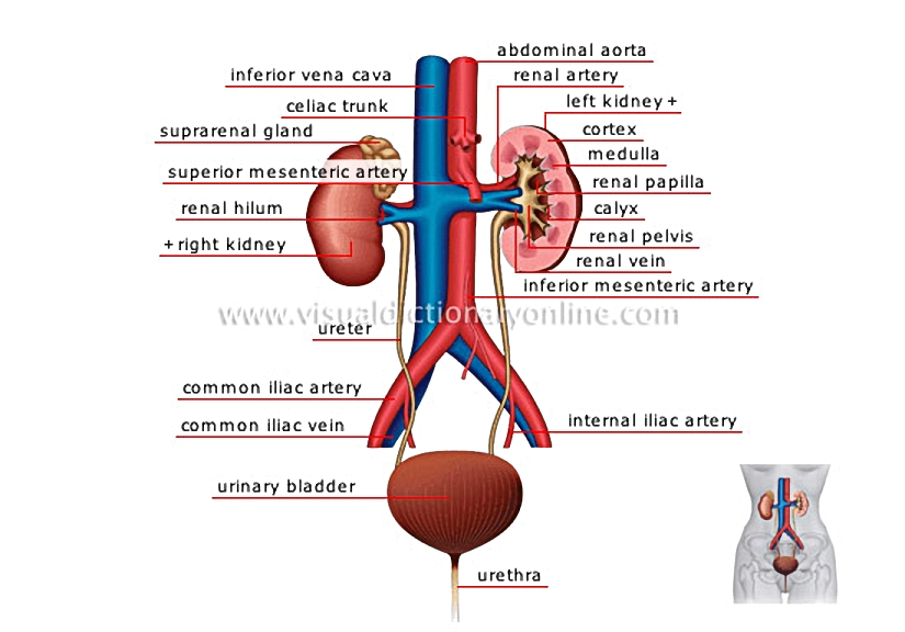 urinary system