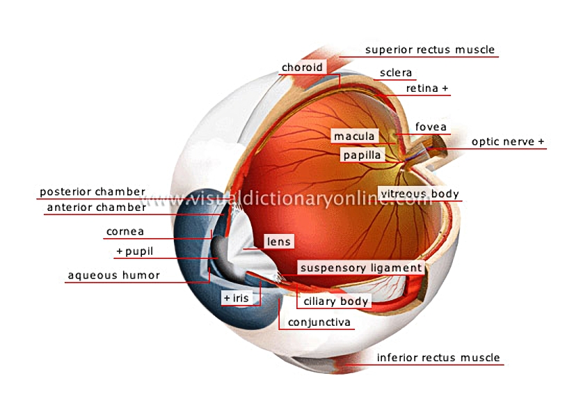 eyeball