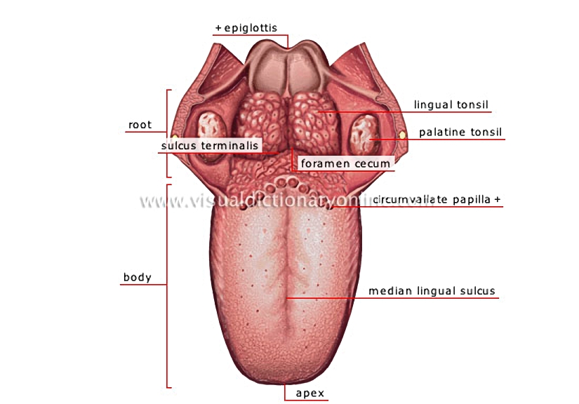 dorsum of tongue