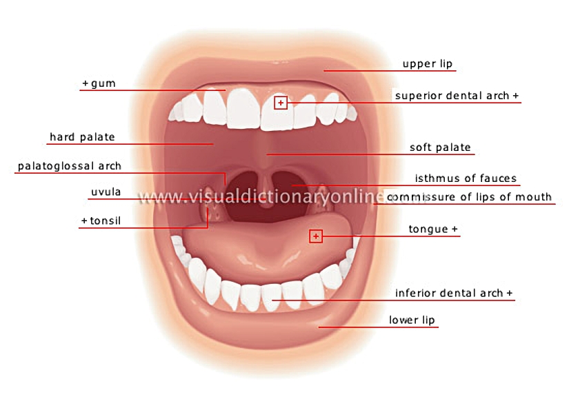 mouth