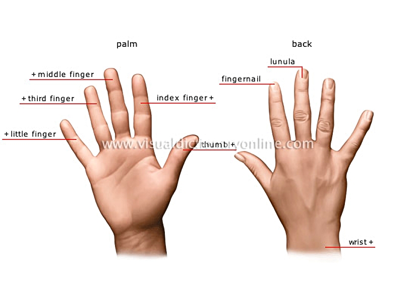 hand