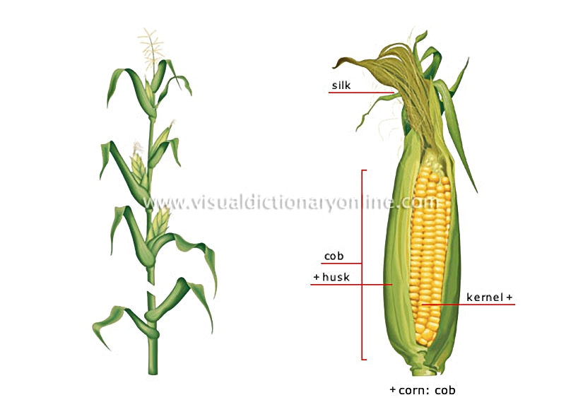 corn