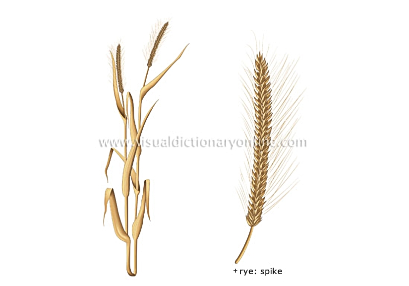 rye