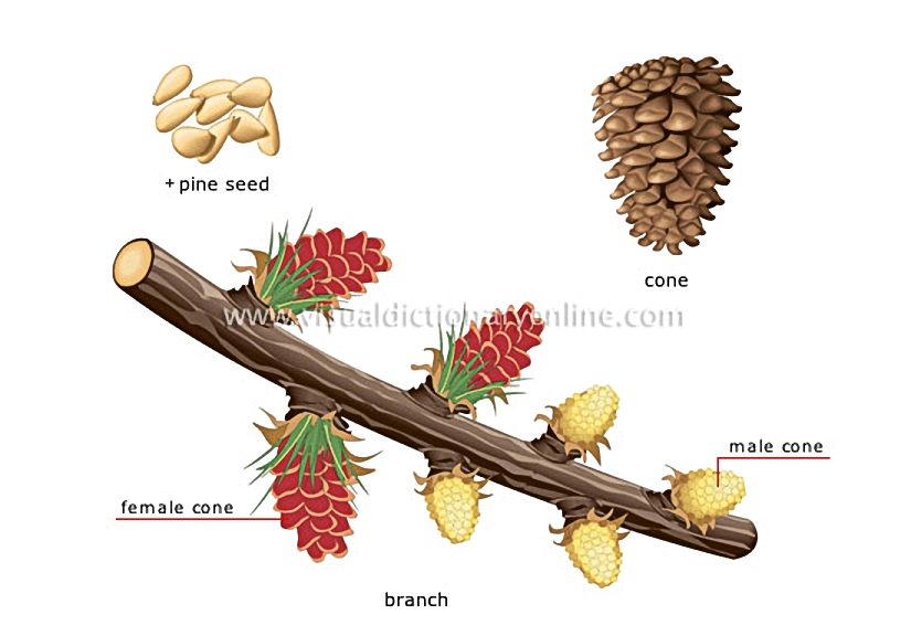 conifer
