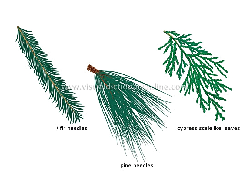 examples of leaves