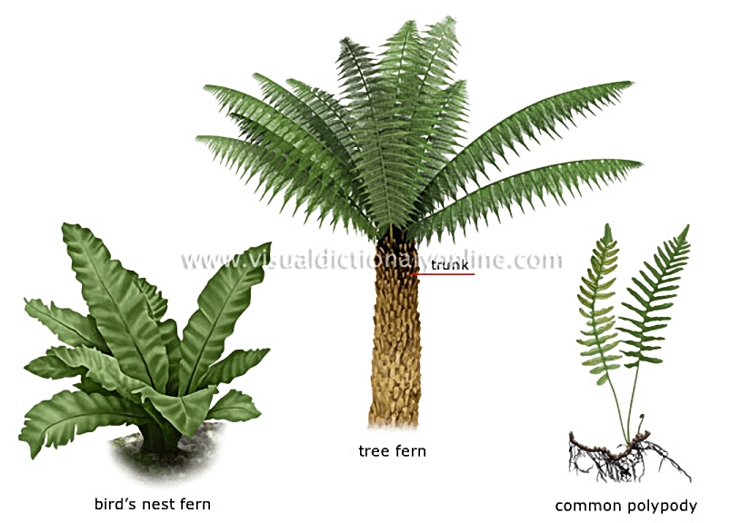 examples of ferns