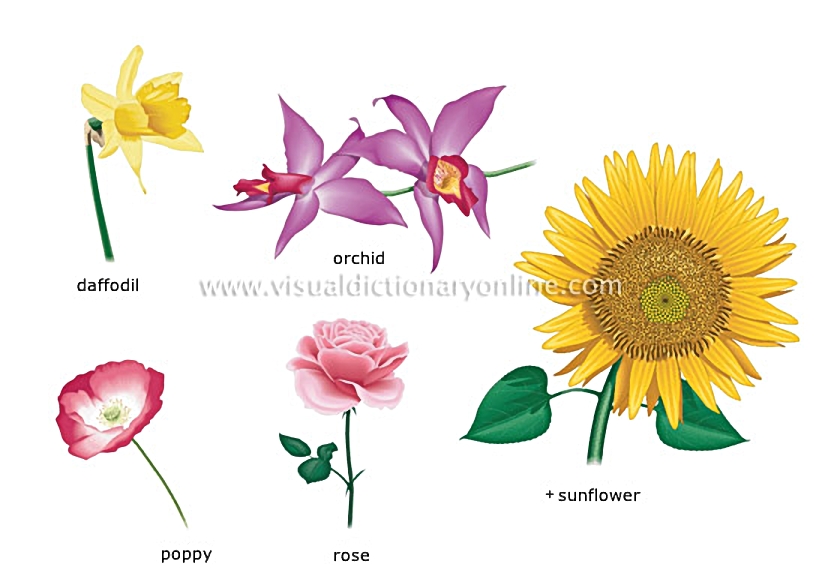 examples of flowers [2]