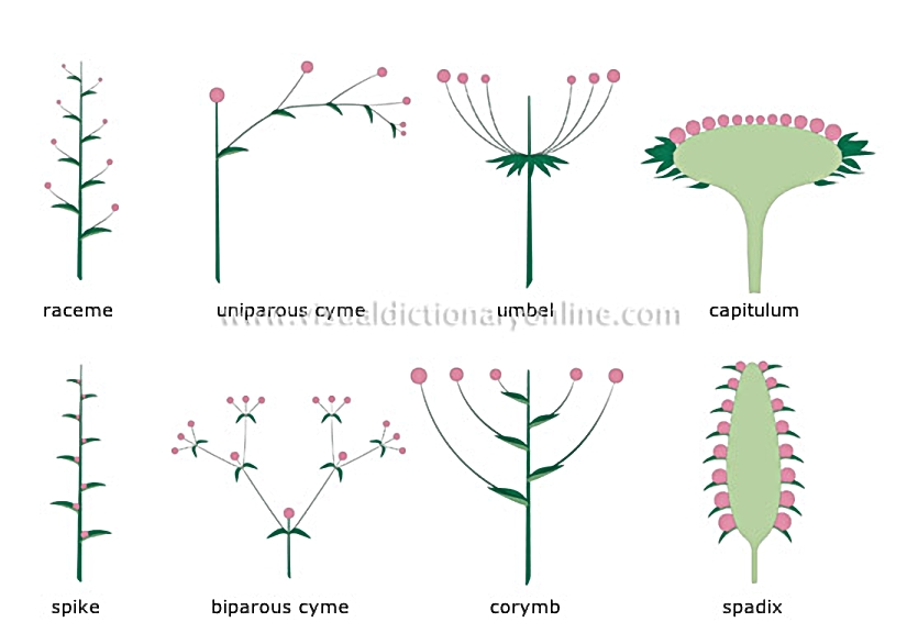 types of inflorescences