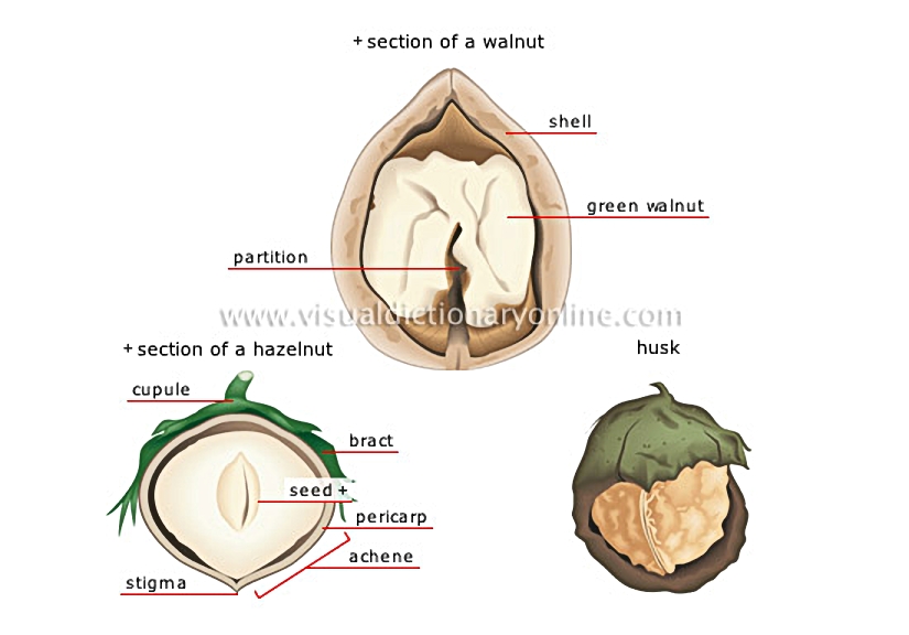 dry fruits [3]