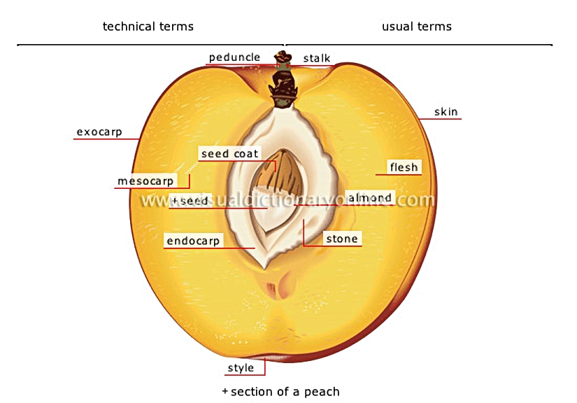 stone fleshy fruit