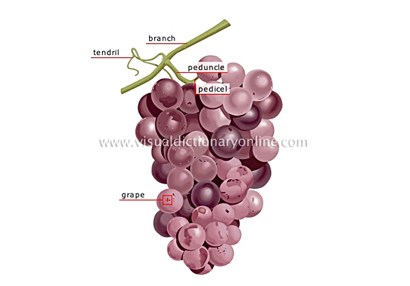 bunch of grapes