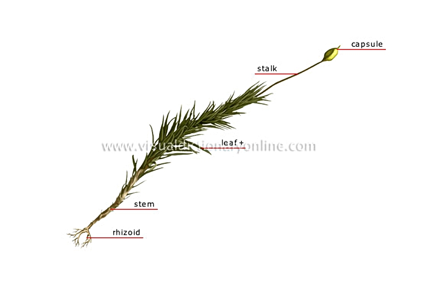 structure of a moss