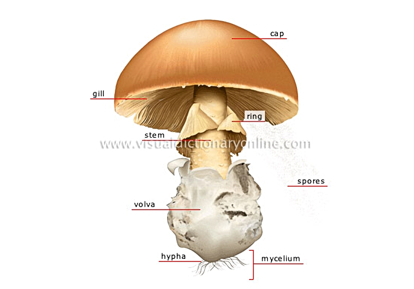 structure of a mushroom