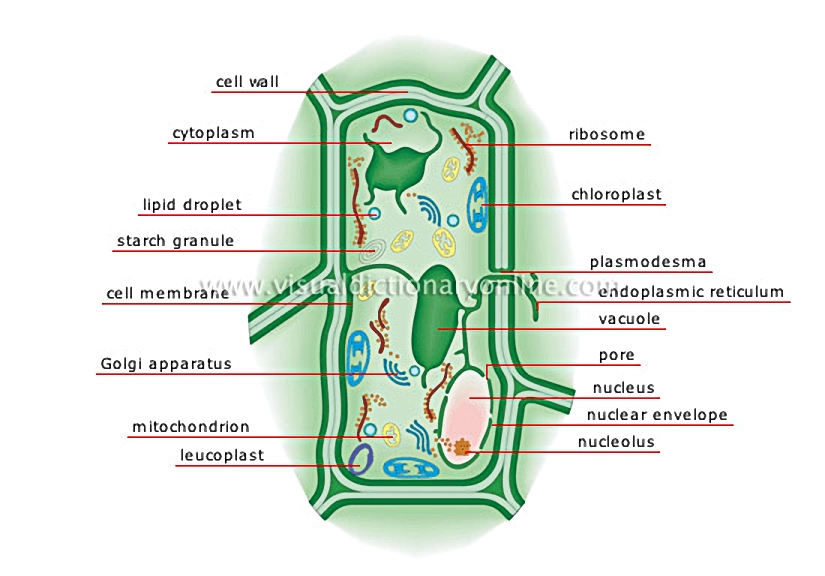 plant cell
