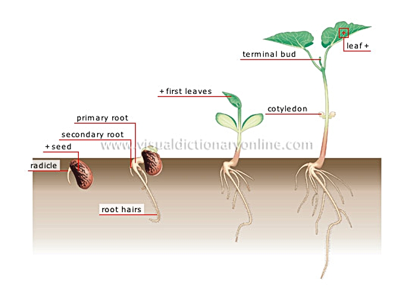germination