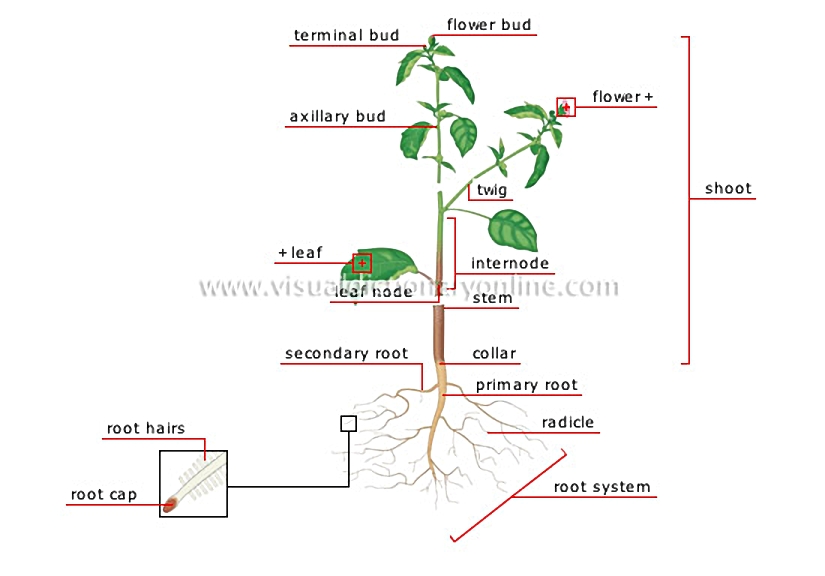 structure of a plant