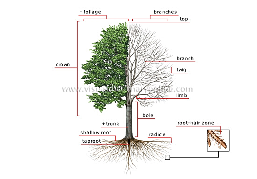 structure of a tree