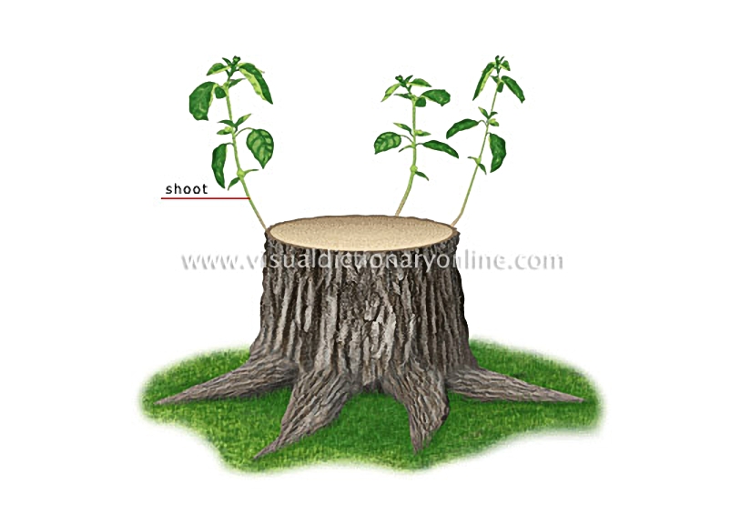 stump