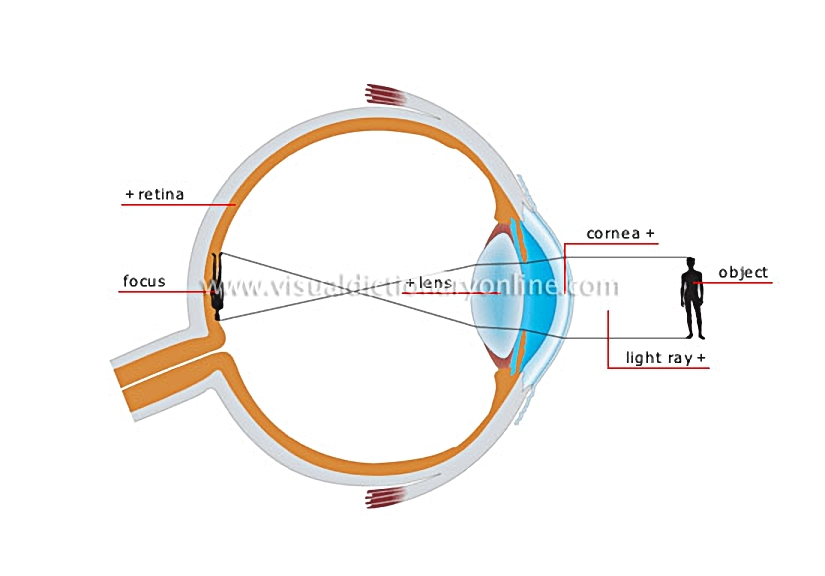 normal vision