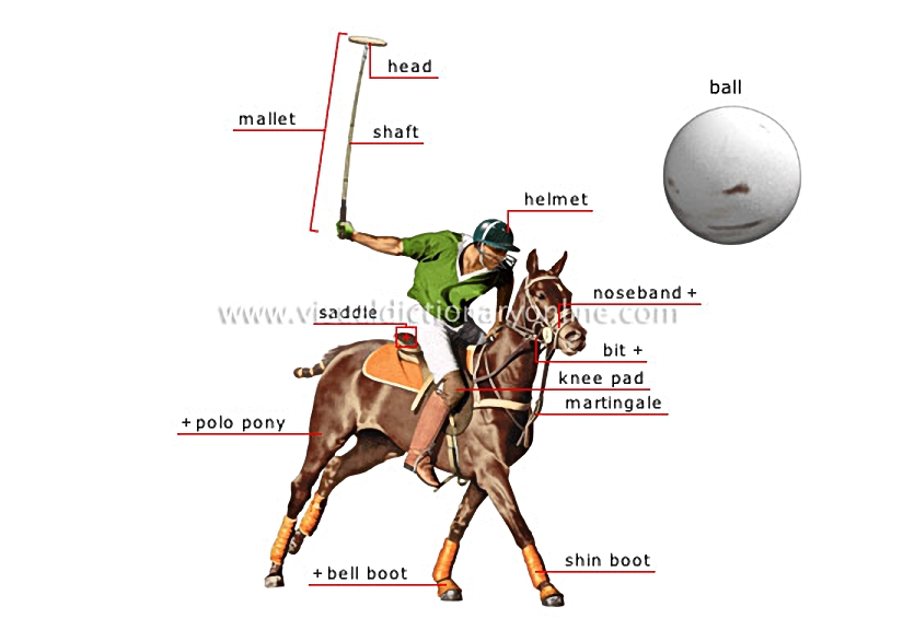 rider and horse