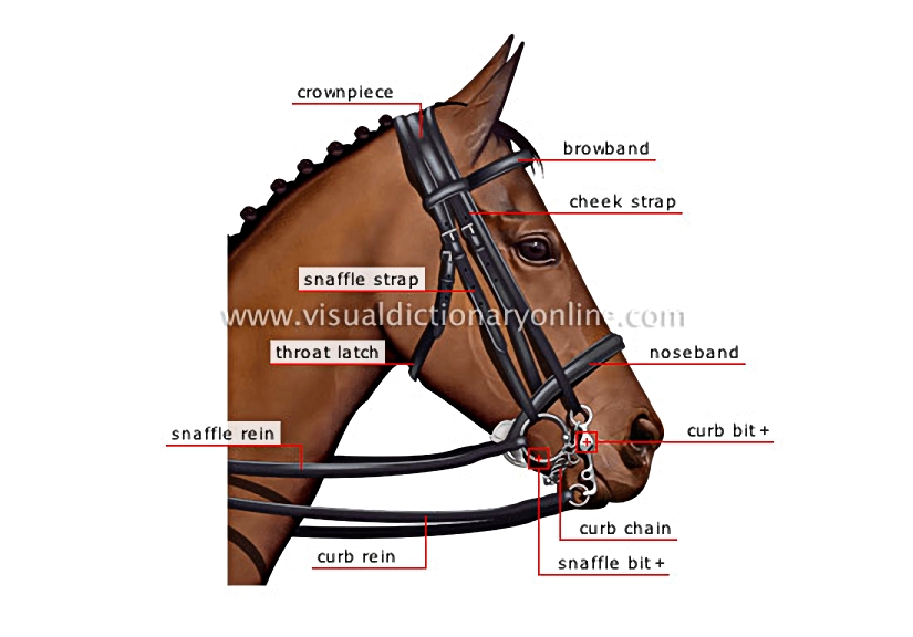bridle