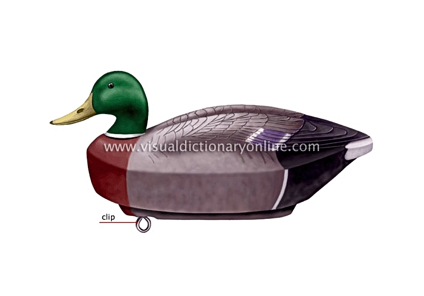 decoy