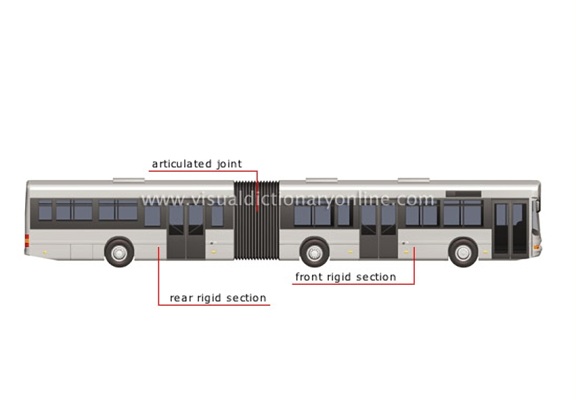 articulated bus